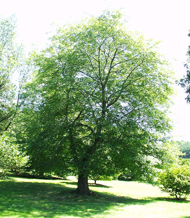 Acurel Tree SelecTree: A Tree Selection Guide