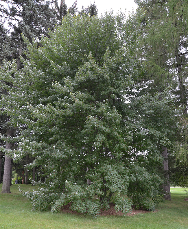 Acurel Tree SelecTree: A Tree Selection Guide