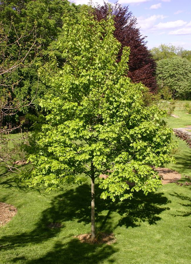 Acurel Tree SelecTree: A Tree Selection Guide