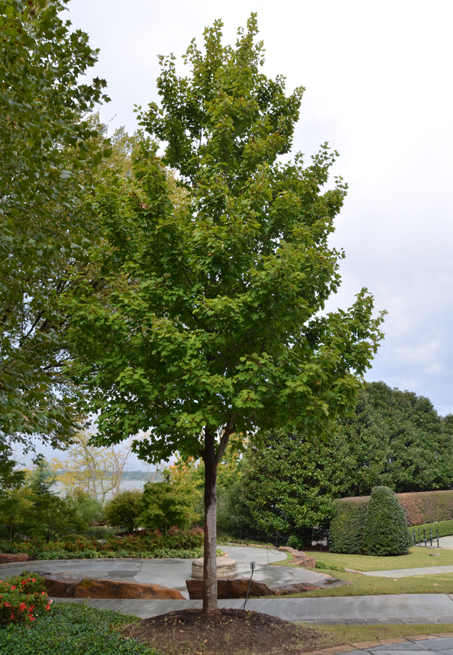 Acurel Tree SelecTree: A Tree Selection Guide