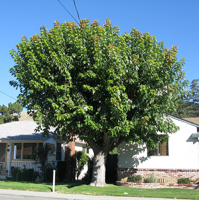 Syner Tree SelecTree: A Tree Selection Guide