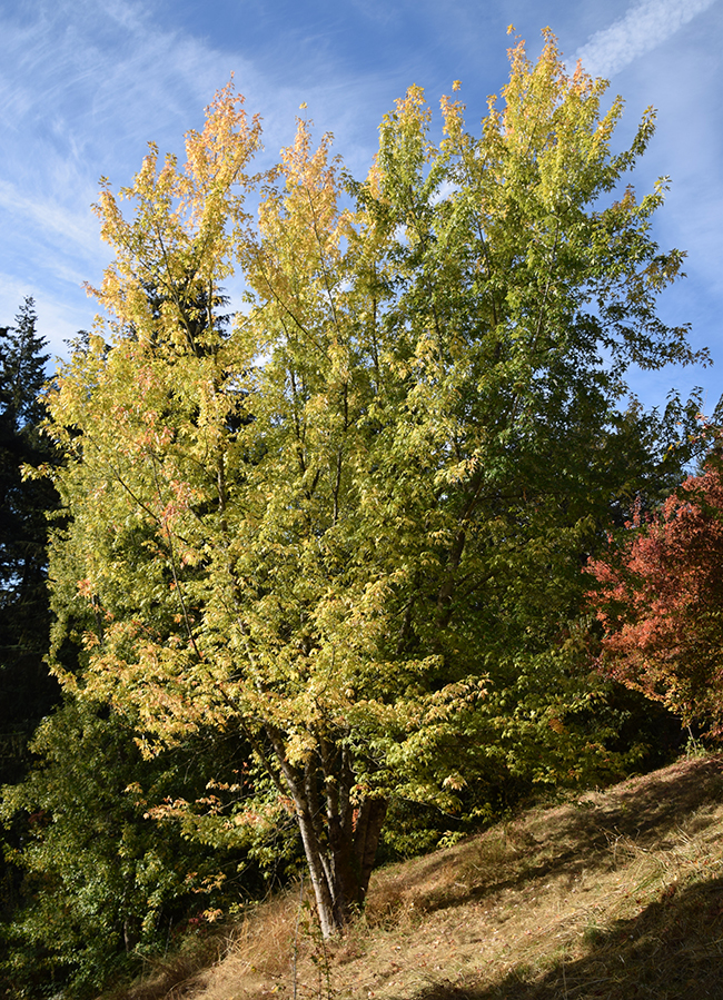 Syner Tree SelecTree: A Tree Selection Guide