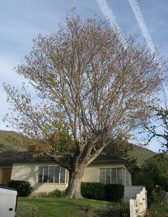 Sacque Tree SelecTree: A Tree Selection Guide