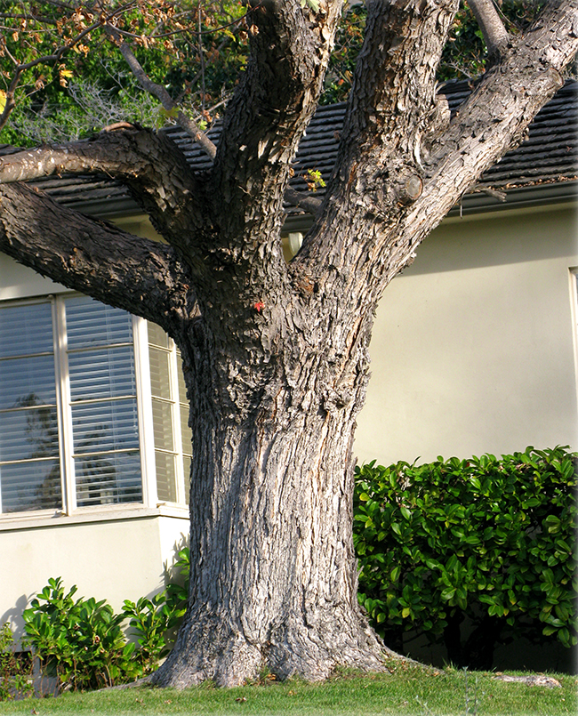 SelecTree: A Tree Selection Guide