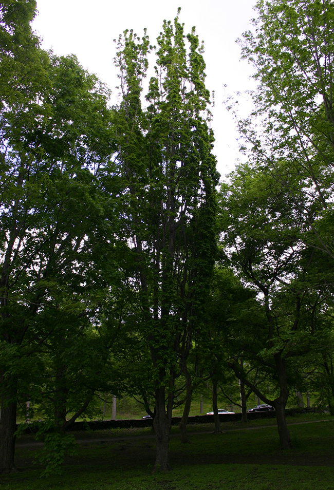 Syner Tree SelecTree: A Tree Selection Guide