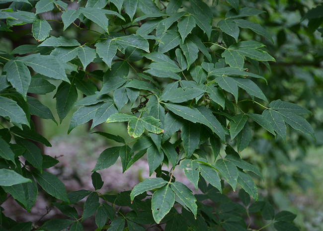 SelecTree: A Tree Selection Guide