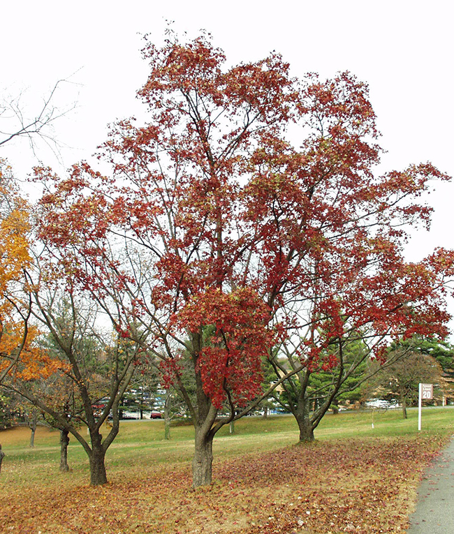 SelecTree: A Tree Selection Guide