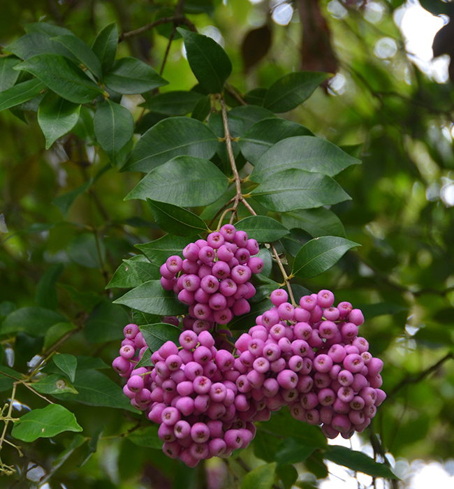 Syner Tree SelecTree: A Tree Selection Guide