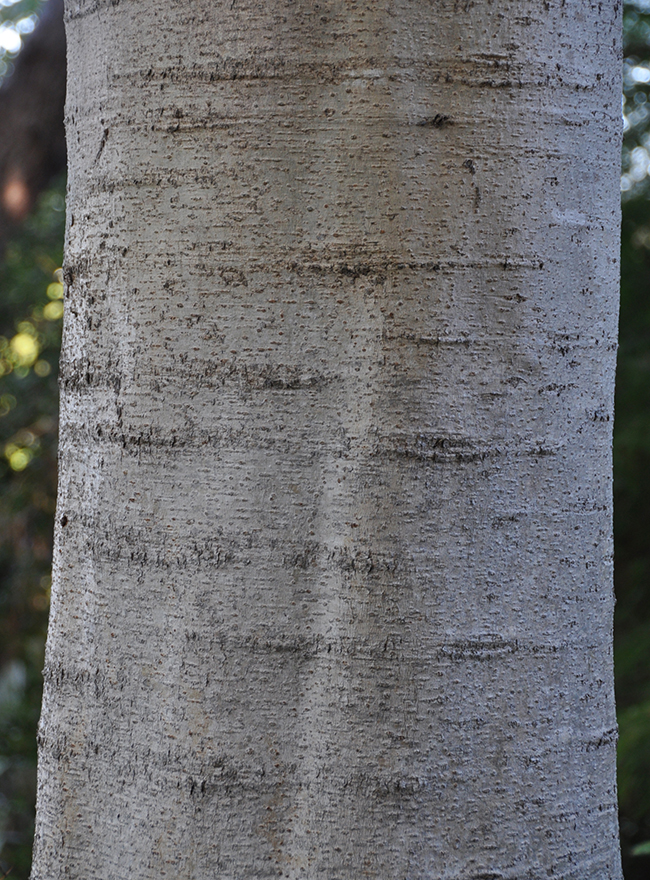 SelecTree: A Tree Selection Guide