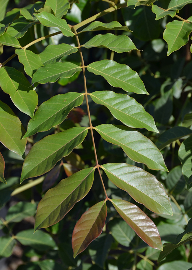 Feliform Tree SelecTree: A Tree Selection Guide
