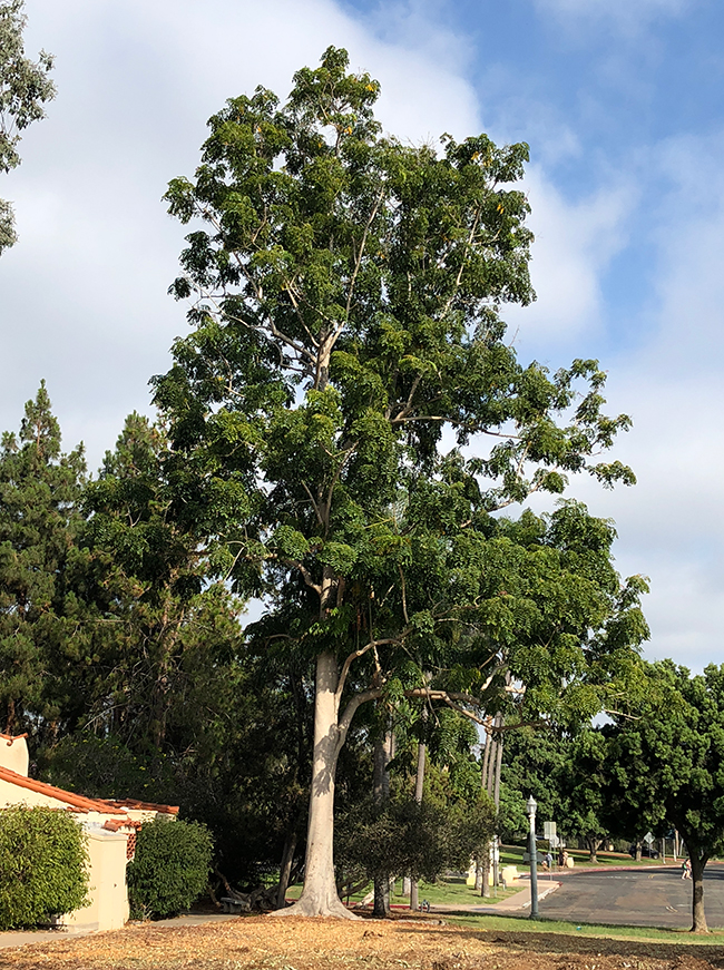 SelecTree: A Tree Selection Guide