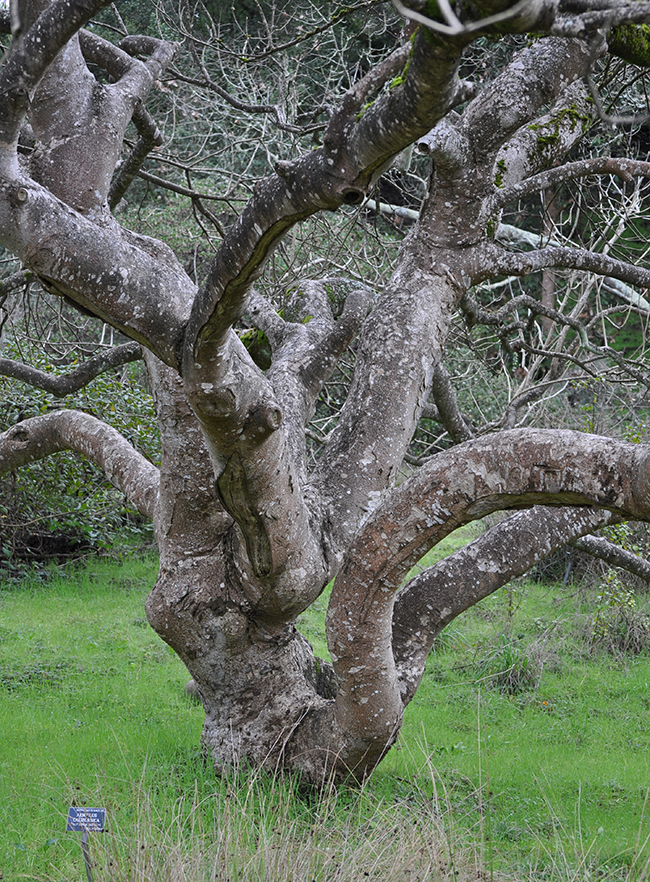 SelecTree: A Tree Selection Guide