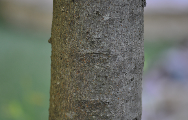 Aesc Tree SelecTree: A Tree Selection Guide