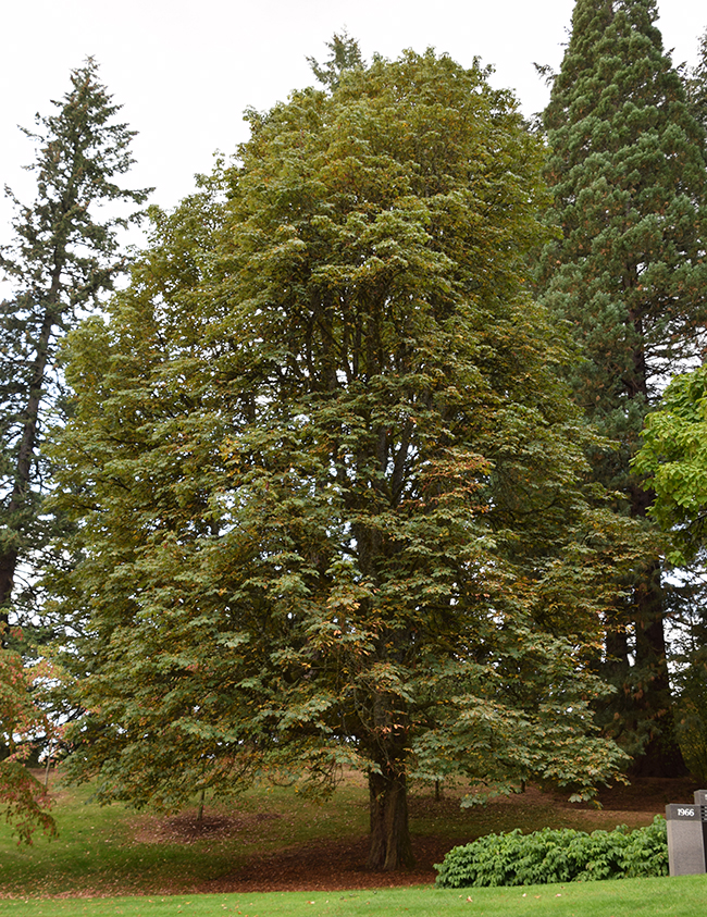 SelecTree: A Tree Selection Guide