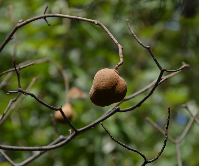 SelecTree: A Tree Selection Guide