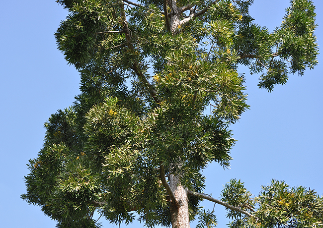 SelecTree: A Tree Selection Guide
