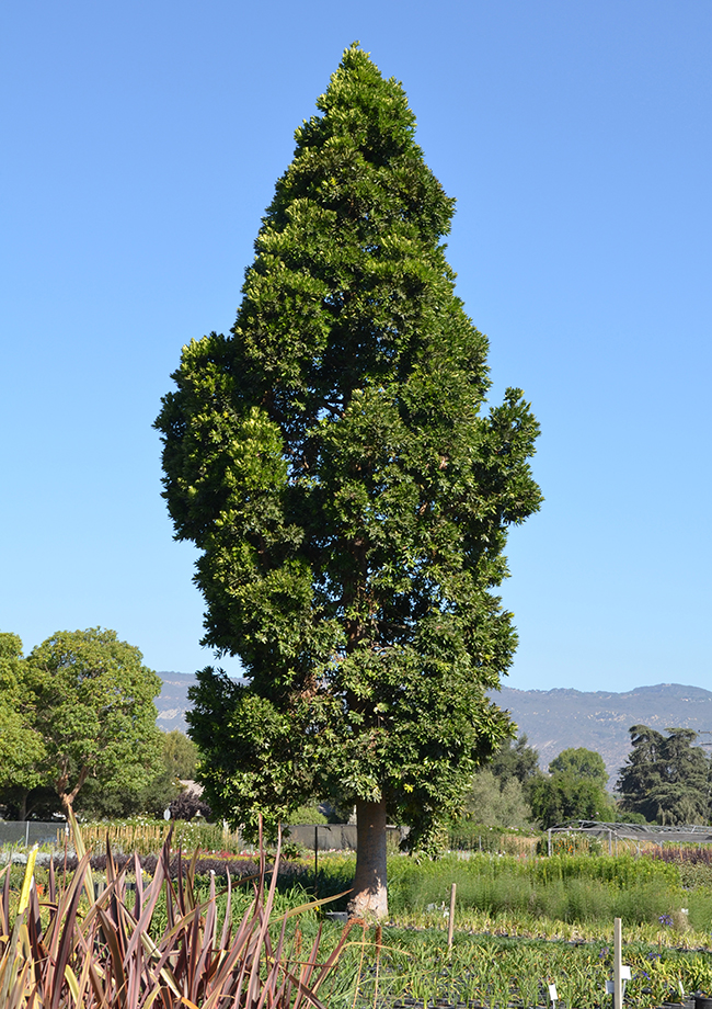 SelecTree: A Tree Selection Guide