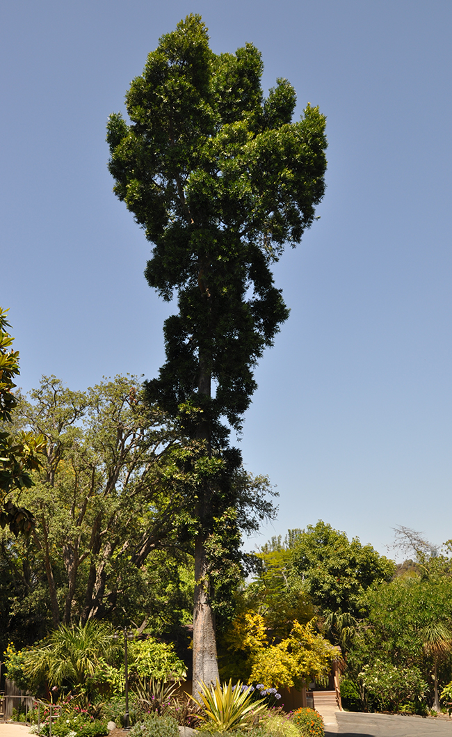 SelecTree: A Tree Selection Guide