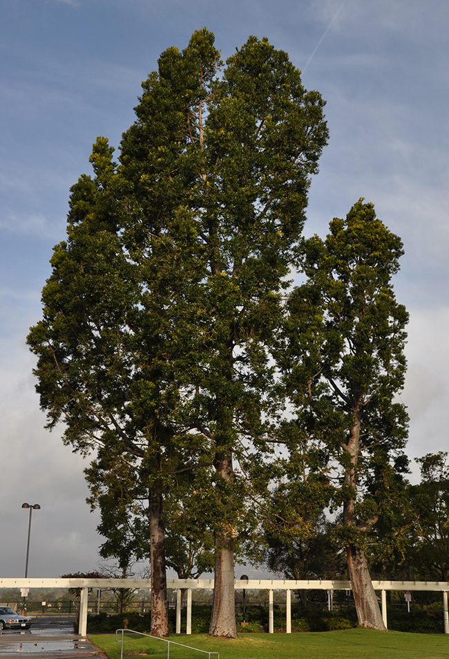 SelecTree: A Tree Selection Guide
