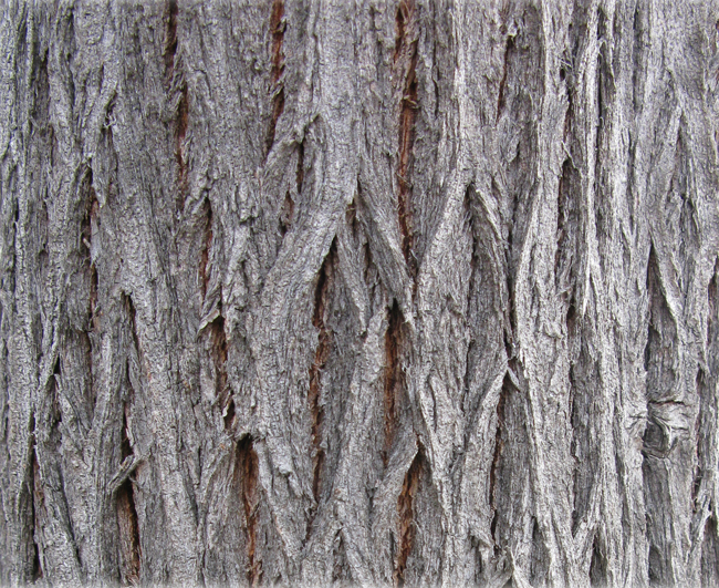 SelecTree: A Tree Selection Guide