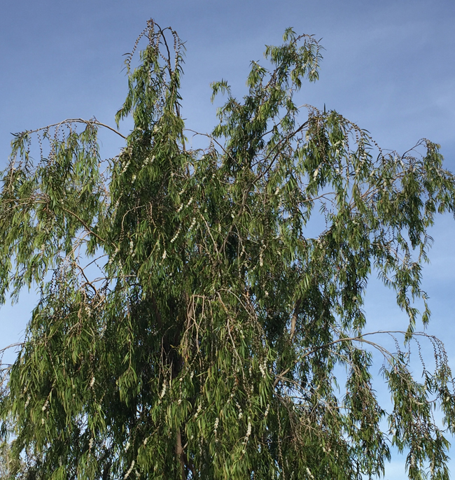 SelecTree: A Tree Selection Guide
