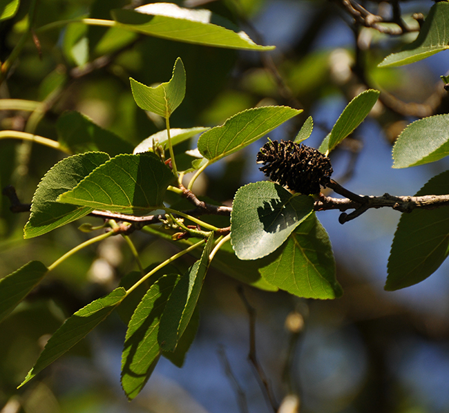 SelecTree: A Tree Selection Guide