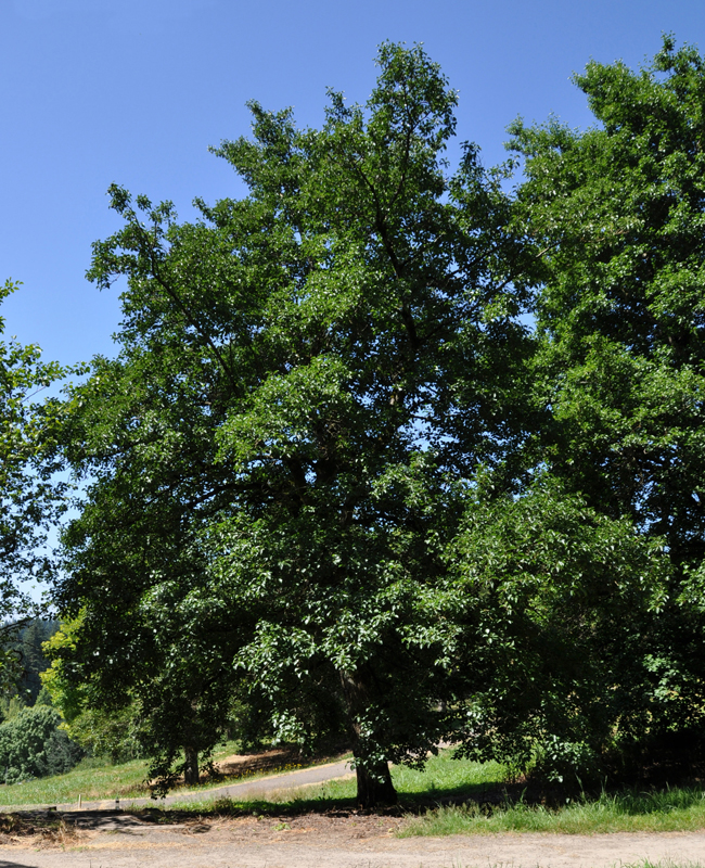 SelecTree: A Tree Selection Guide