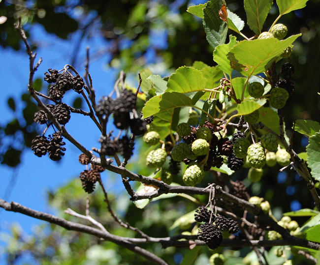 Culton Tree SelecTree: A Tree Selection Guide