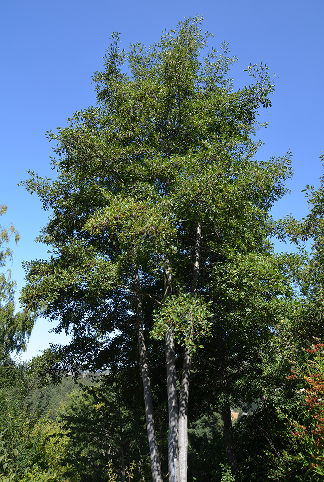 SelecTree: A Tree Selection Guide