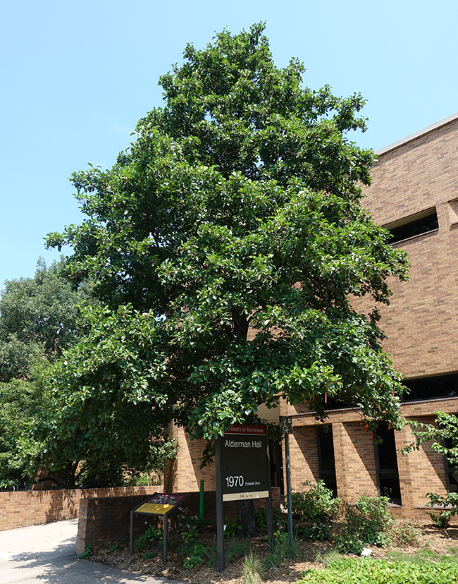 SelecTree: A Tree Selection Guide