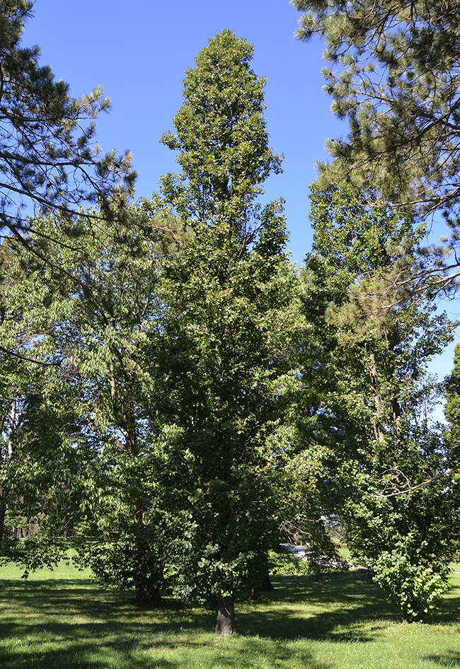 Alphy Tree SelecTree: A Tree Selection Guide