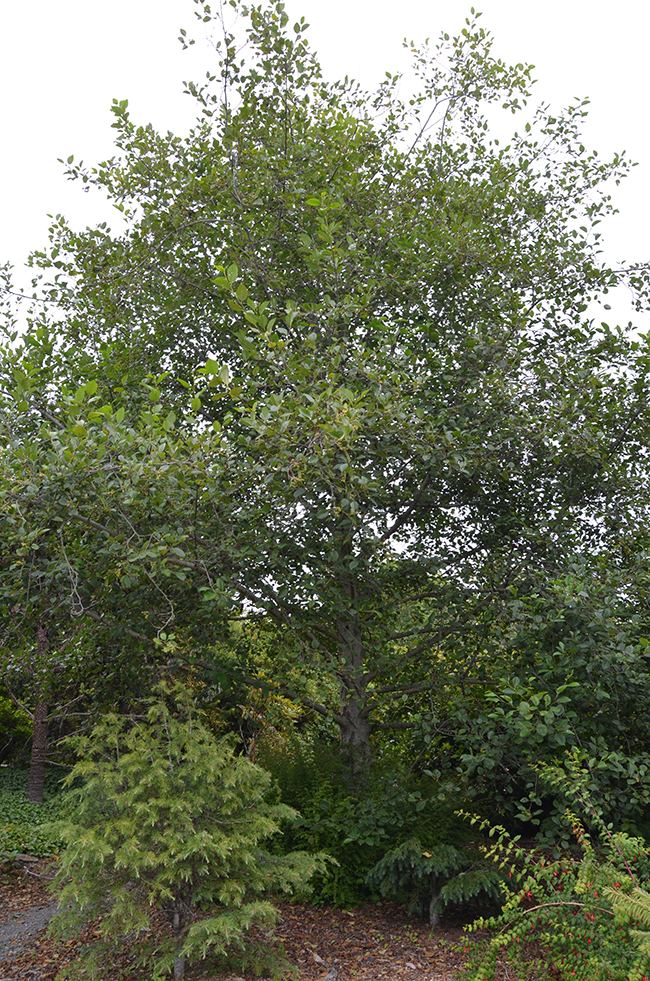 SelecTree: A Tree Selection Guide