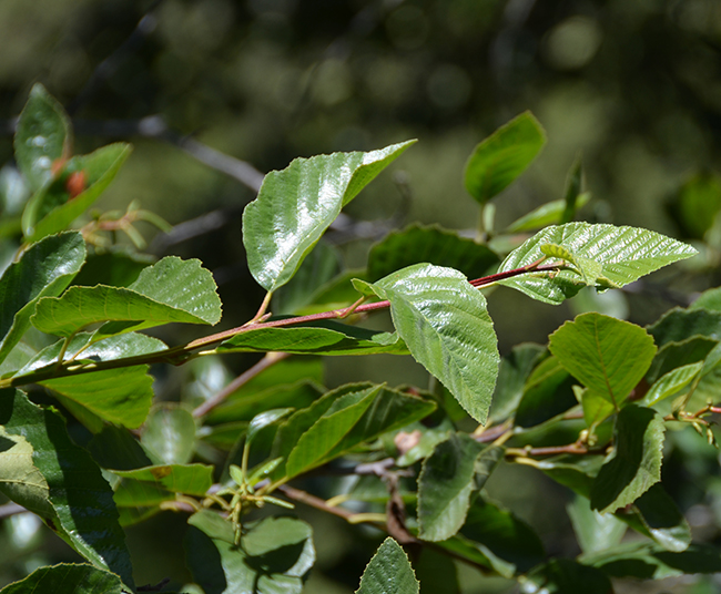 SelecTree: A Tree Selection Guide