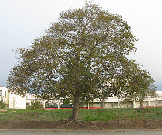Alphy Tree SelecTree: A Tree Selection Guide