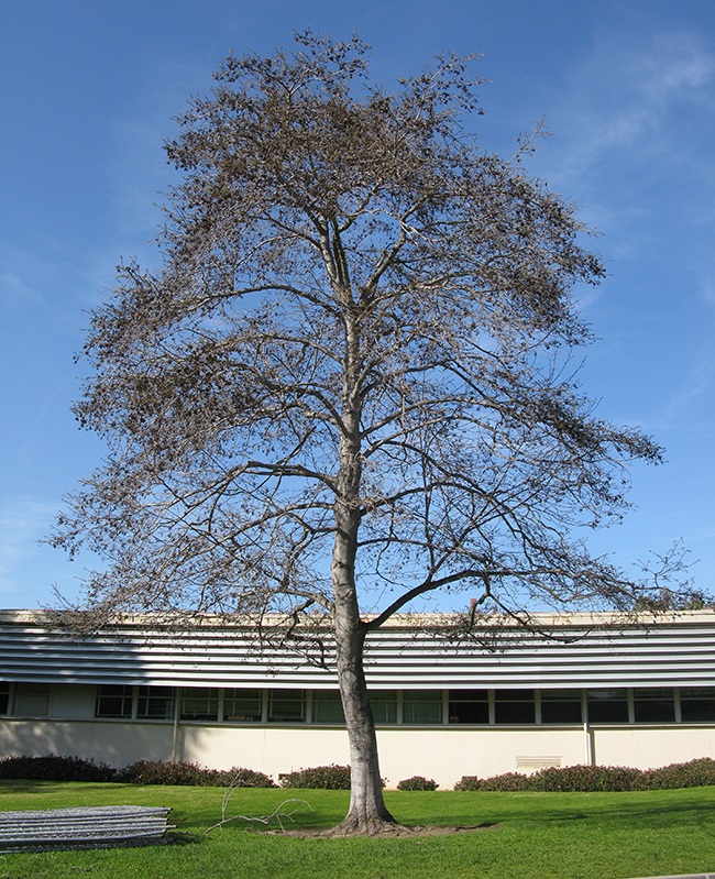 SelecTree: A Tree Selection Guide