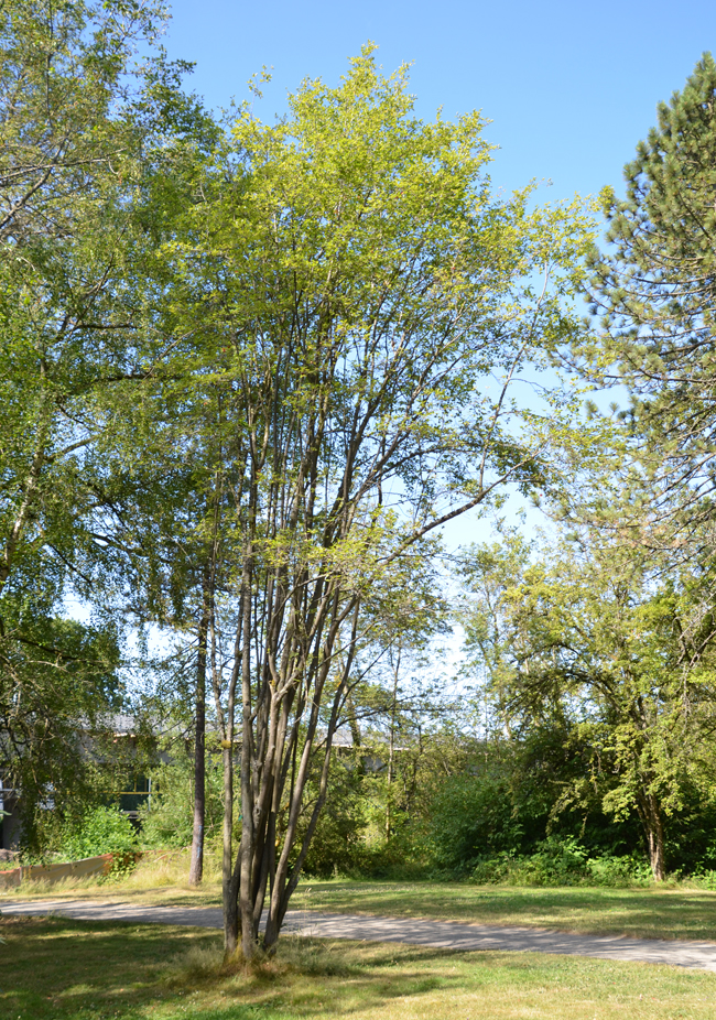 SelecTree: A Tree Selection Guide
