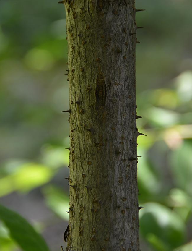 SelecTree: A Tree Selection Guide
