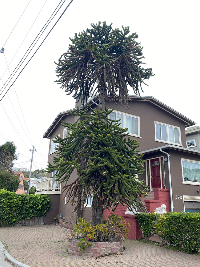 Aurelua Tree SelecTree: A Tree Selection Guide