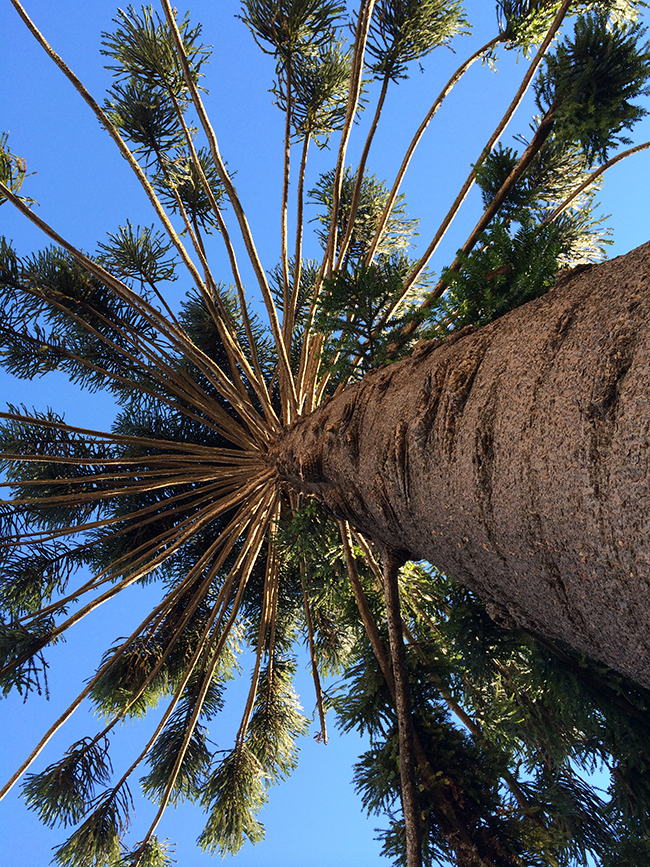 SelecTree: A Tree Selection Guide