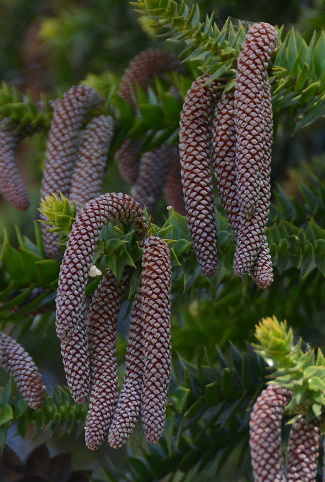 Aurelua Tree SelecTree: A Tree Selection Guide
