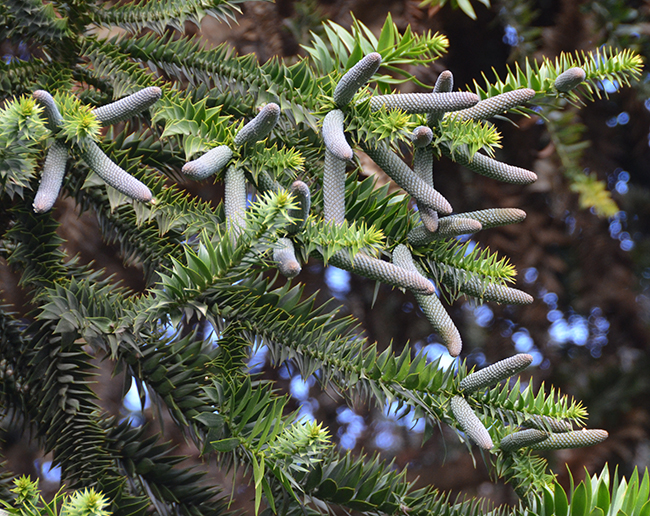 Aurelua Tree SelecTree: A Tree Selection Guide