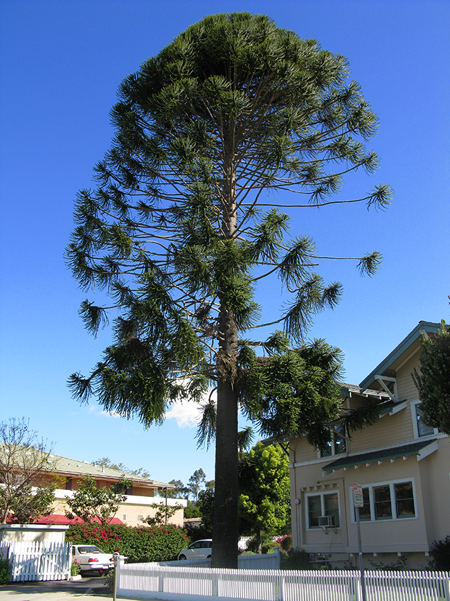 Aurelua Tree SelecTree: A Tree Selection Guide