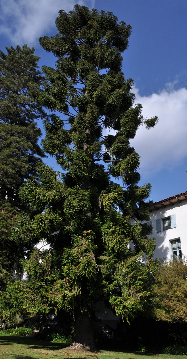 Aurelua Tree SelecTree: A Tree Selection Guide