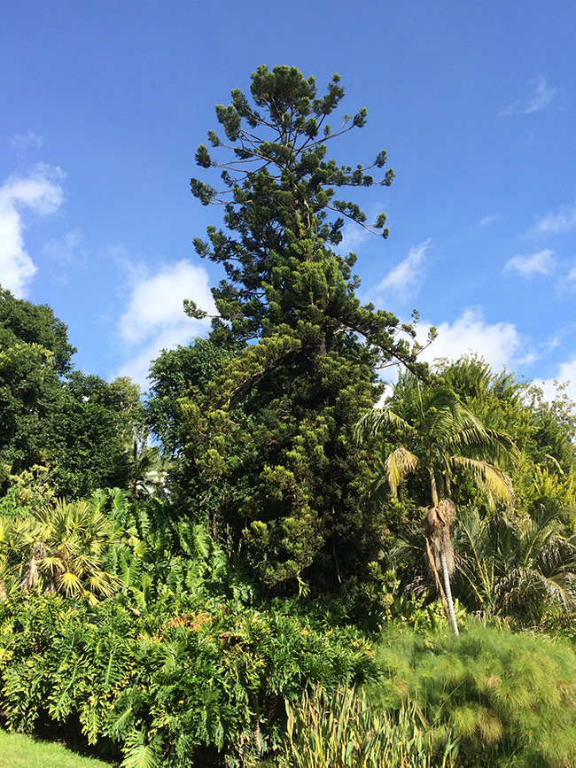 SelecTree: A Tree Selection Guide