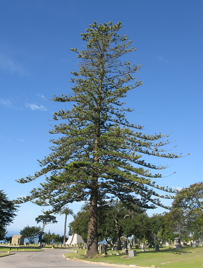Aurelua Tree SelecTree: A Tree Selection Guide