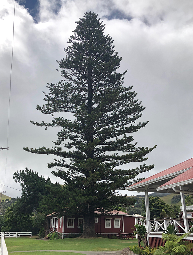 Aurelua Tree SelecTree: A Tree Selection Guide
