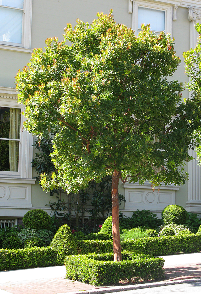 SelecTree: A Tree Selection Guide