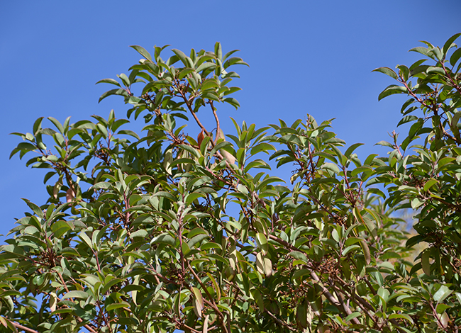 Xavereen Tree SelecTree: A Tree Selection Guide