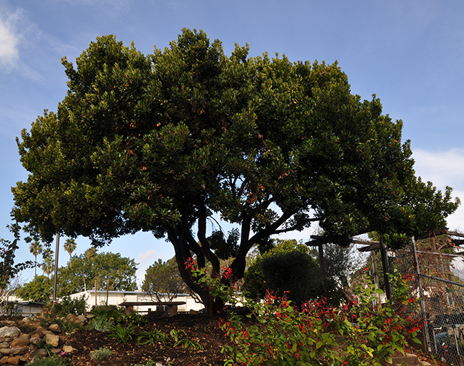 SelecTree: A Tree Selection Guide