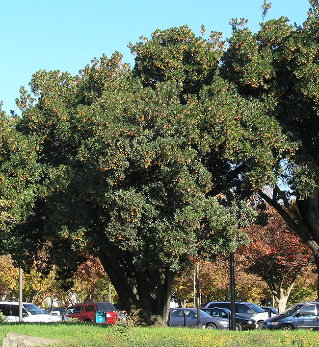 Utees Tree SelecTree: A Tree Selection Guide